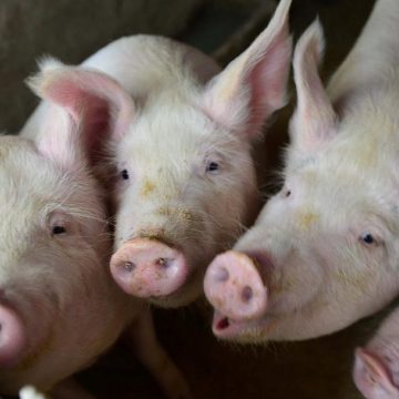 USDA pronostica modificaciones en importaciones porcinas de Filipinas 