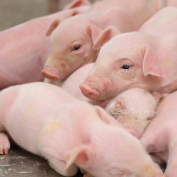 Vietnam: arriban mil 500 toneladas de carne de cerdo de Rusia