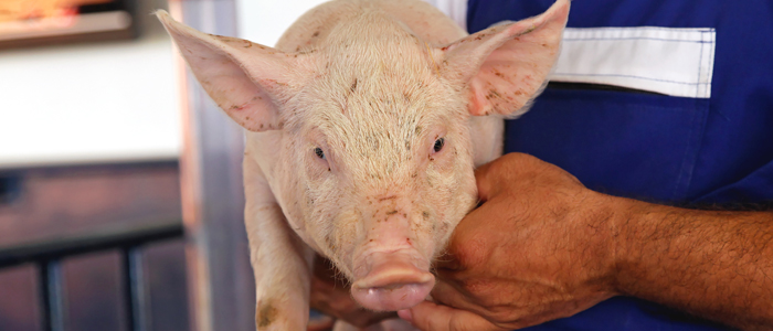 COVID-19 en Perú: señor porcicultor cuídese, a su familia y a sus colaboradores
