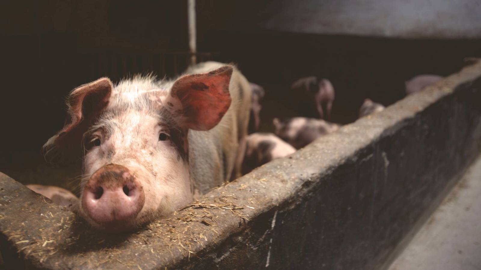 Argentina: se incrementará el potencial exportador de carne porcina
