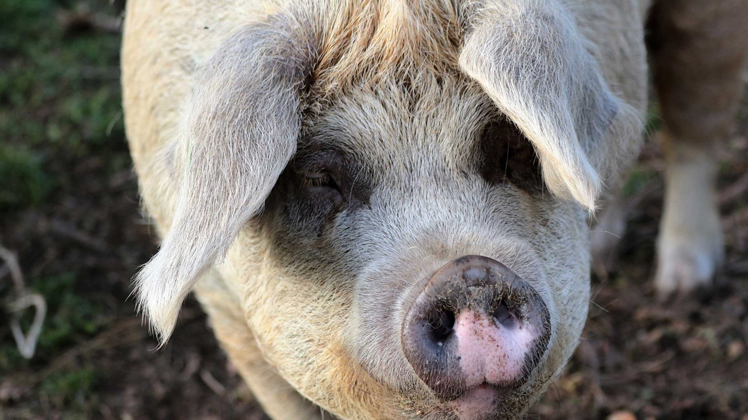Polonia: detectan brote de PPA que afecta a más de 23,000 cerdos