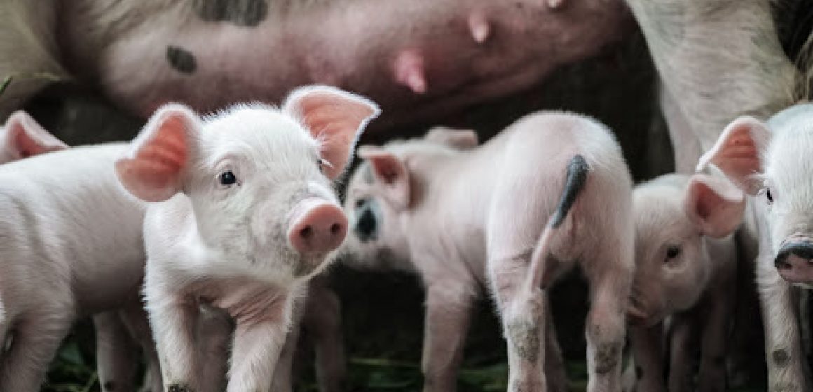 Brasil: crisis en la producción porcina de Estados Unidos podría beneficiar al país