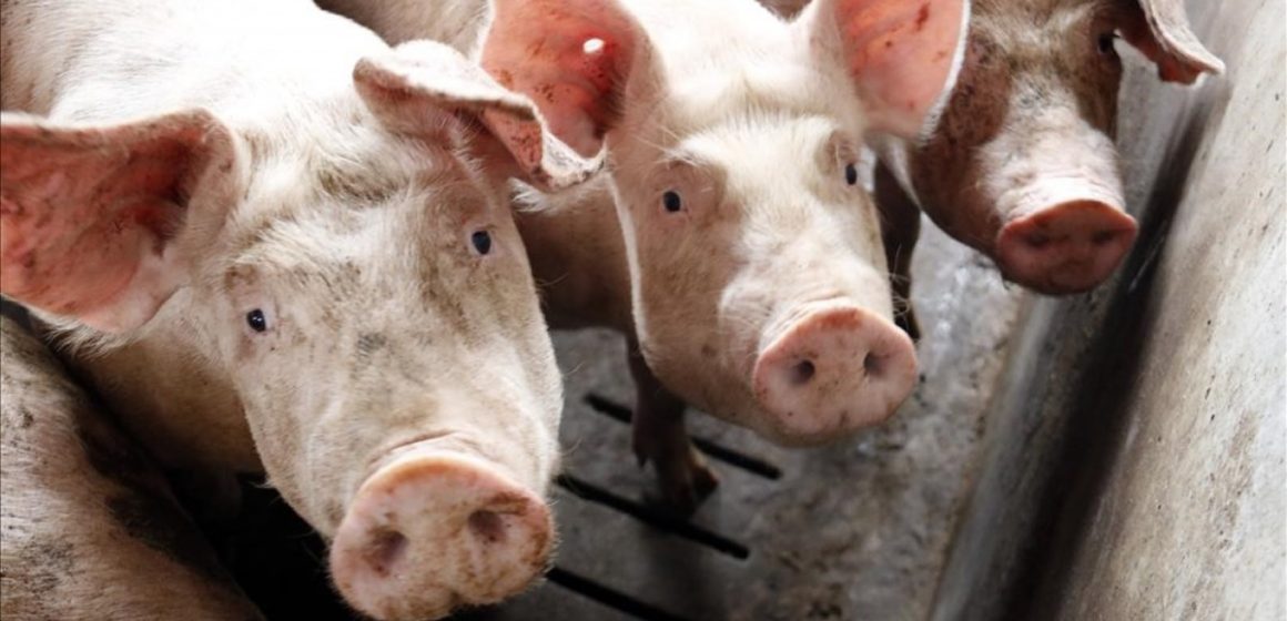Coronavirus en Perú: caída en precios y producción congelada amenaza la industria porcina
