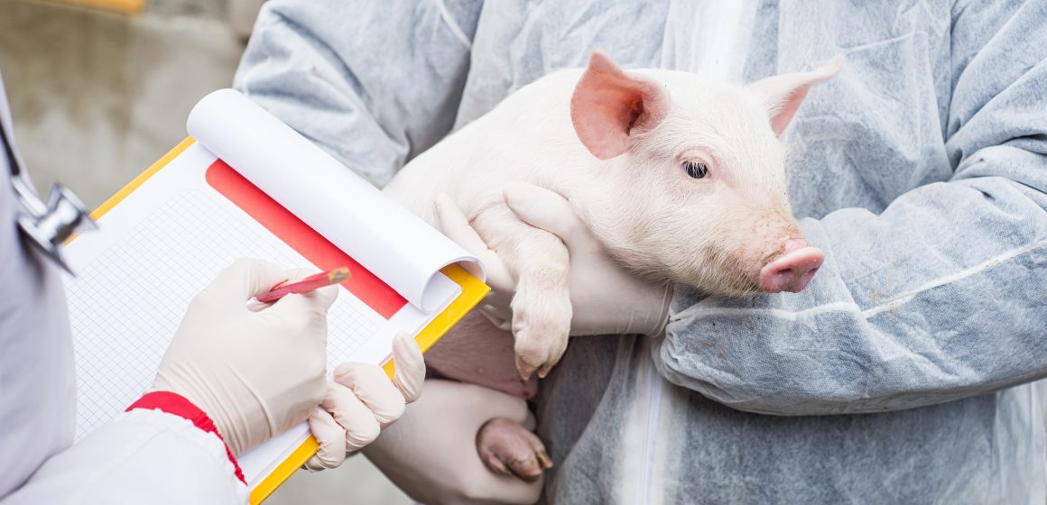 4 preguntas que todo criador de cerdos debe hacerse durante esta crisis