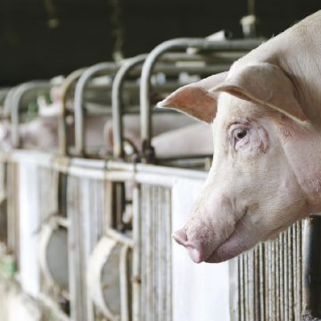 recor q123214234_Mesa de trabajo 1 El gran desafío que genera la Artritis por Micoplasma en los cerdos