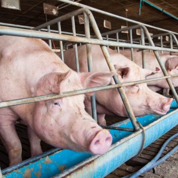 Colombia hará aprovechamiento de estiércol de cerdo para producir energía renovable