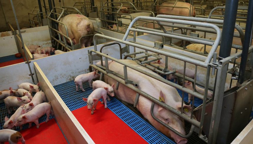 Realizan exitosa Batticonferencia sobre manejo de marranas gestantes