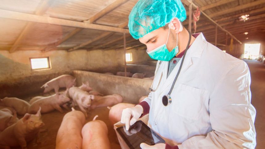 Industria veterinaria de España contribuirá a producir vacunas COVID-19