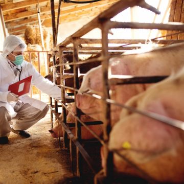 MINAGRI sigue desplegando estrategias sanitarias para proteger porcicultura en Cusco
