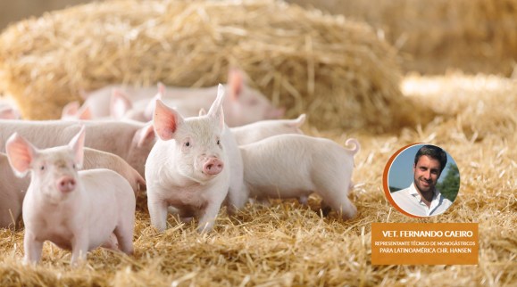 Veterquimica realizó webinar de Introducción al uso de Probióticos en Porcicultura