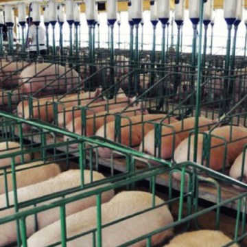 China iniciará innovador mercado de futuros del cerdo en 2021