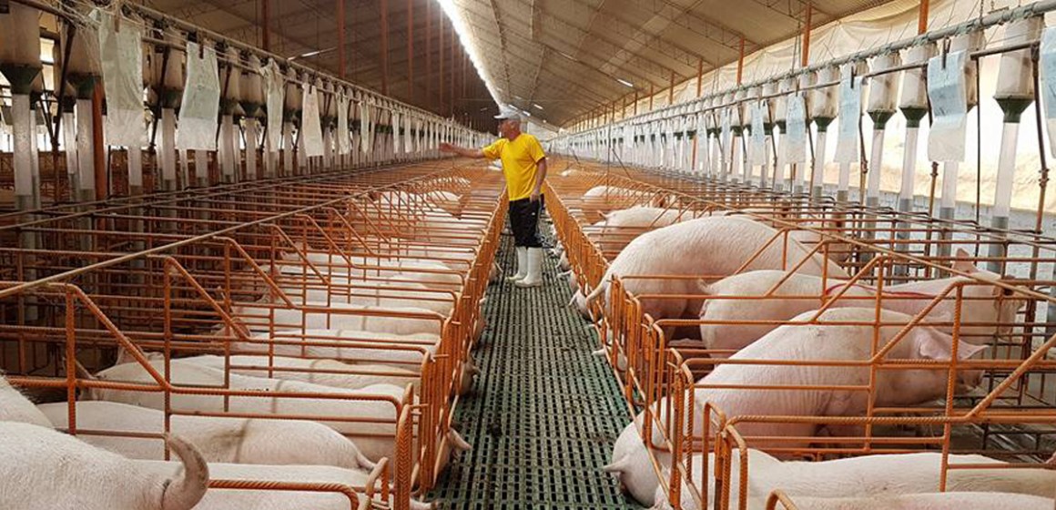 Producción de carne porcina en nuestro país creció en 3% durante 2020