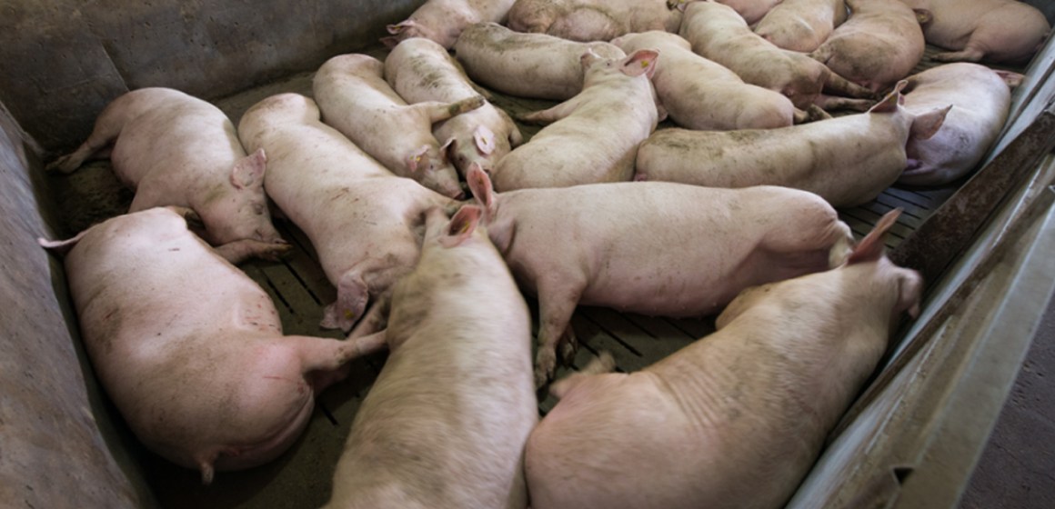 Rabobank sustenta cómo influye la PPA en el mercado porcino mundial