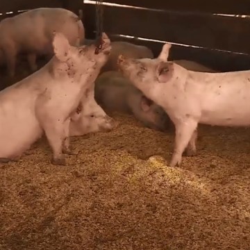 Informe: Riesgos de propagación de la PPA a partir del pienso, cama y transporte