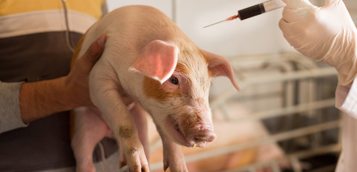 Investigadores peruanos desarrollarán vacuna contra la influenza A para cerdos y aves