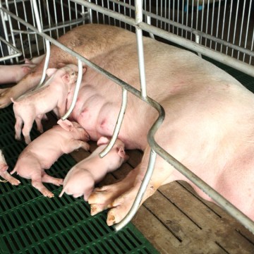 Conozca qué es la Propuesta 12 y su impacto en la porcicultura de EEUU