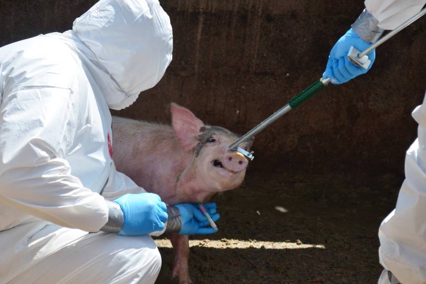 República Dominicana: sacrifican más de tres millones de kilos de carne de cerdo por Peste Porcina Africana