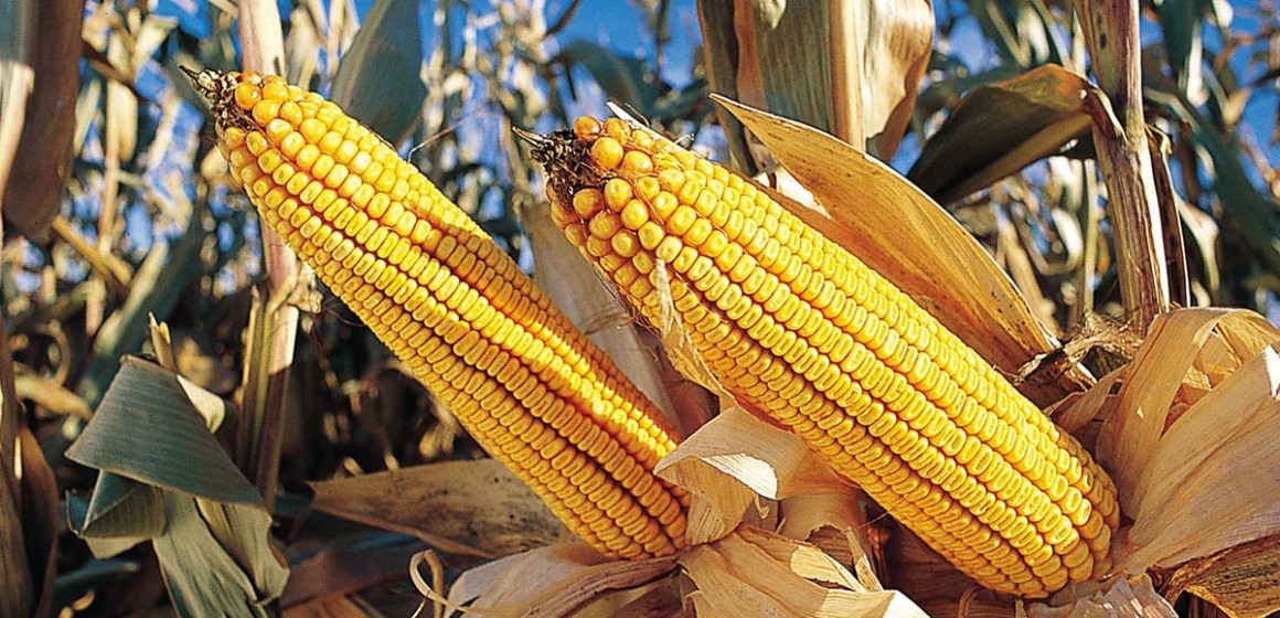El maíz continúa en tendencia al alza por fenómeno climático La Niña