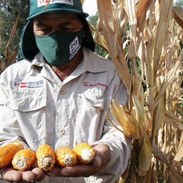 INIA desarrolla nueva variedad de maíz que beneficiará a la porcicultura