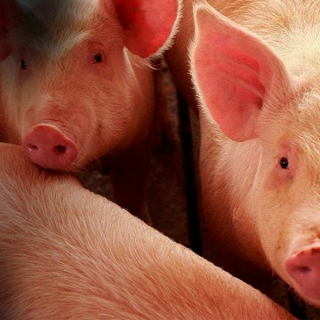 Enfermedades_cerdos Enfermedades de los cerdos