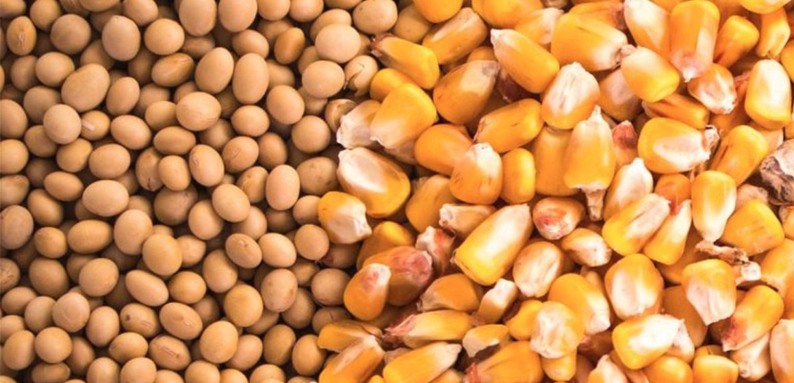 Precios de la soja y el maíz descienden