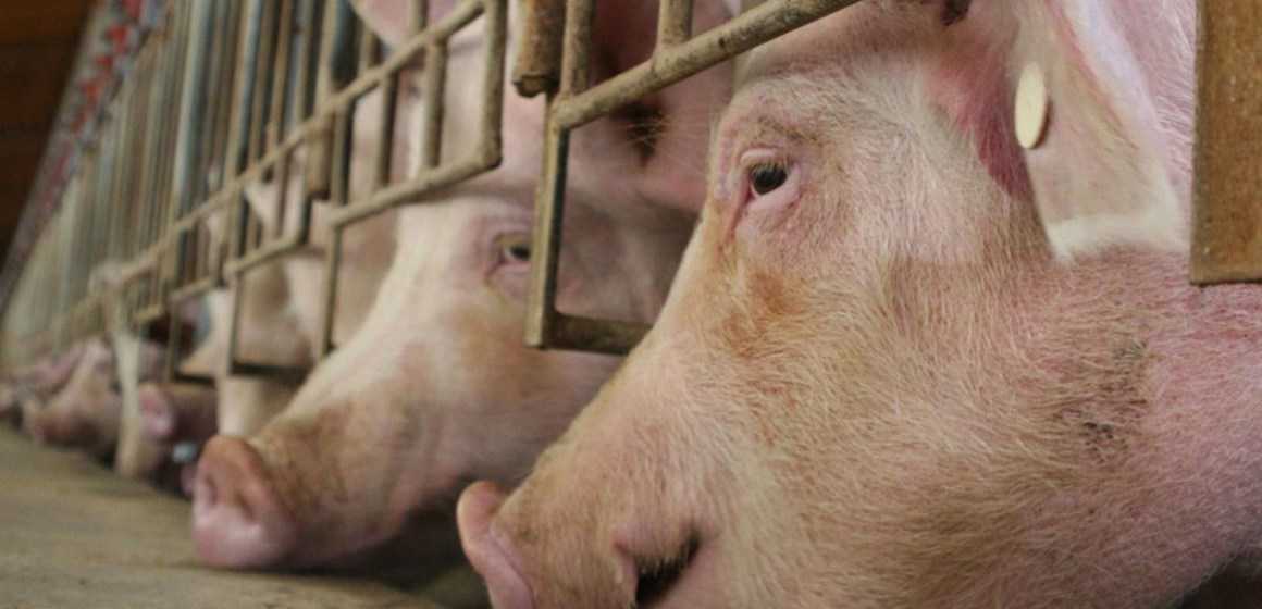 Granjas británicas sacrificarán miles de cerdos sanos por crisis de mataderos