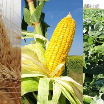 Soya, trigo y maiz suben nuevamente en el mercado internacional