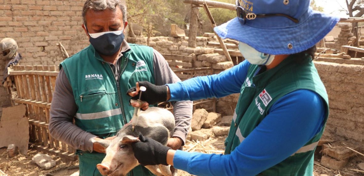 Senasa inmunizó a 196 mil cerdos de crianza de traspatio contra la PPC en Lambayeque