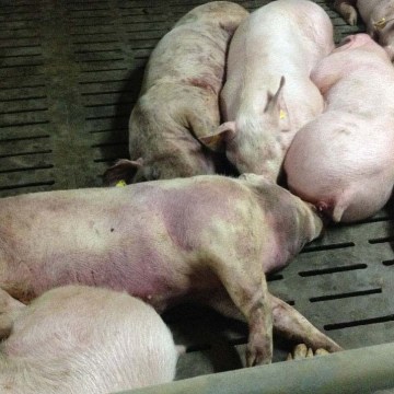 México descarta presencia de PPA ante alarma por muerte repentina de cerdos