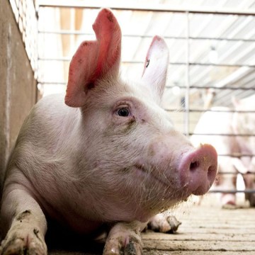 PPA: Alemania registra su menor censo porcino en 25 años