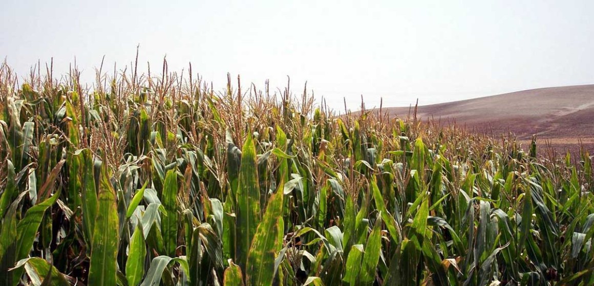 Intenso fenómeno La Niña pone en riesgo cosecha de granos en Argentina