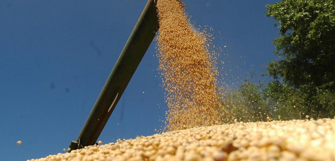 Cuánto cayó la proyección de cosecha de granos por sequía en Argentina