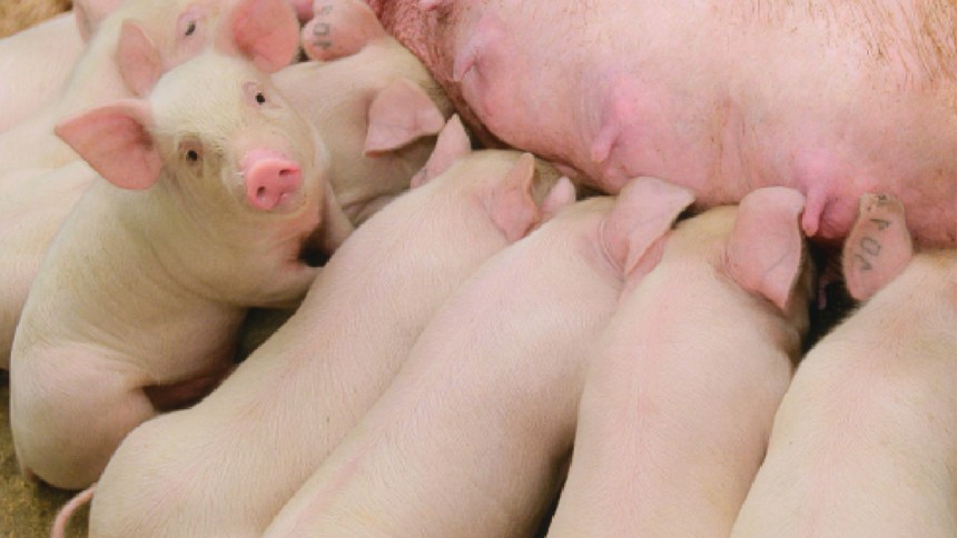 web_cerdas ¿Cuántas bandas tiene tu granja?