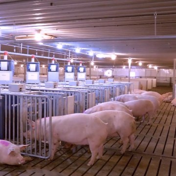 Uso de inteligencia artificial rentabiliza las granjas porcinas