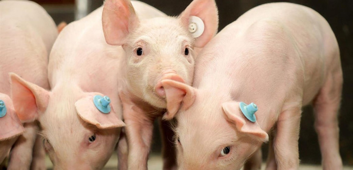 Universidad de Chile desarrolla innovadora vacuna de inmunocastración para cerdos