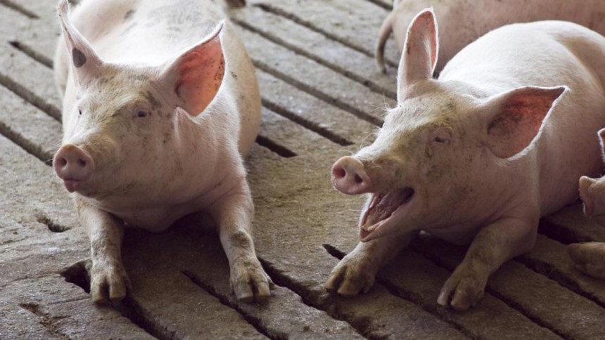 WEB Documentan cómo se da el contagio del parvovirus canino tipo 2 en los cerdos