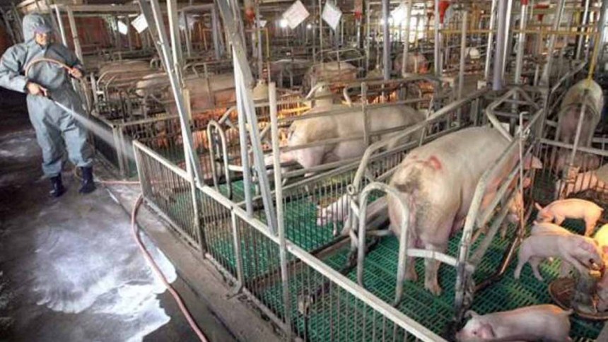 web Consideraciones sobre el aseo seco y húmedo en granjas porcinas