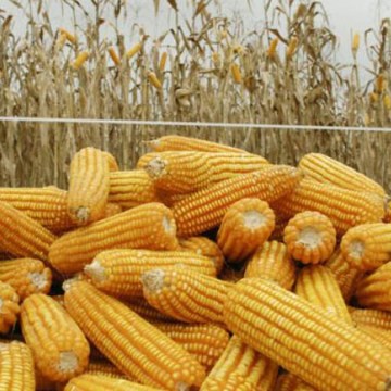 Nuestra industria asegura en mercados alternativos abastecimiento de maíz y trigo