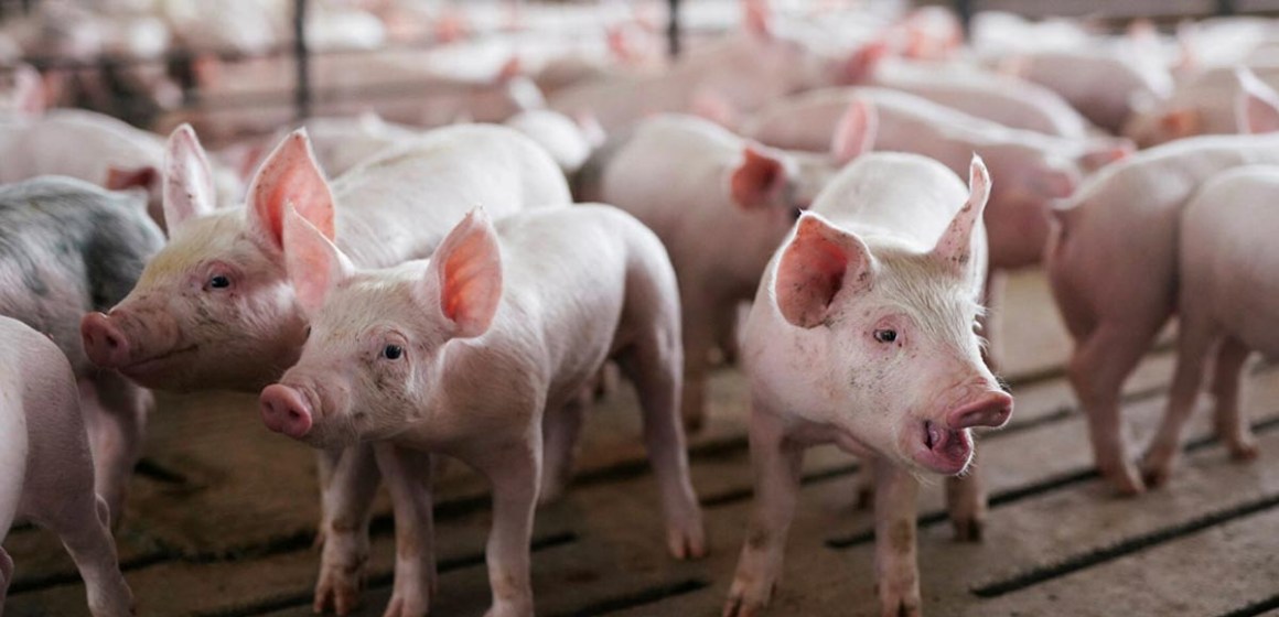 Algoritmo logra decodificar gruñidos en los cerdos para identificar su grado de bienestar animal
