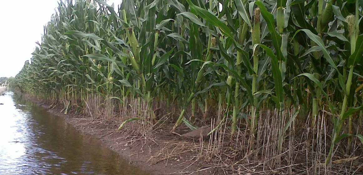 Argentina: lluvias ponen fin a sequía en cultivos de granos