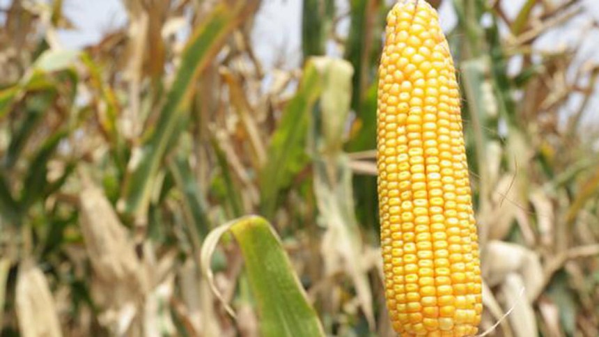 Nuestra industria se acerca a nuevos mercados para importar maíz amarillo duro