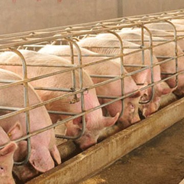 Exoneración del IGV a alimentos básicos afecta porcicultura peruana