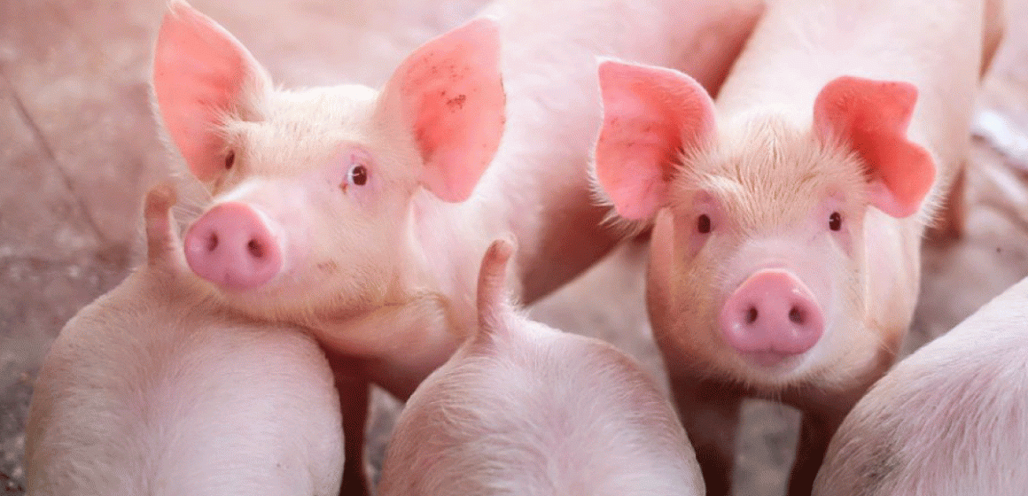 Porcicultura en China camino a la recuperación, hasta marzo produjo más de 15 Mt