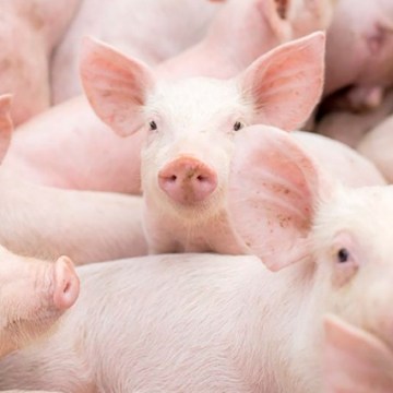 Avivet® estará presente en la Expo Feria Porcina MUNDOPORK 2022
