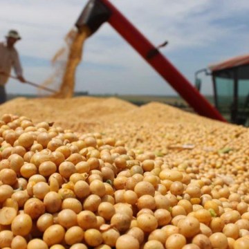 Producción mundial de soya crecerá 13% en la próxima cosecha
