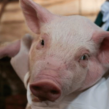 Estudio de la UNMSM detecta el virus de la Influenza A en cerdos y aves