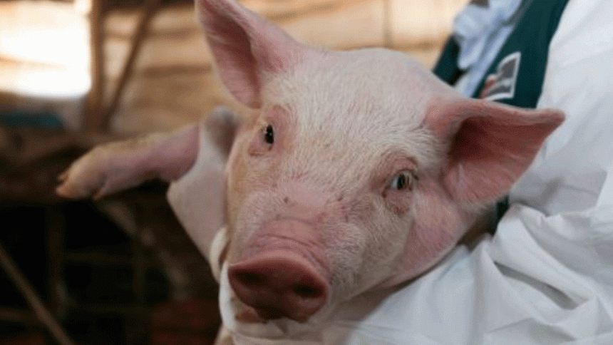 Estudio de la UNMSM detecta el virus de la Influenza A en cerdos y aves