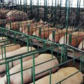 Producción China bajó perspectiva de comercio porcino en el mundo