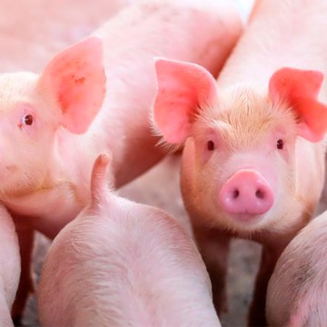 China insta a su industria porcina garantizar un suministro interno constante