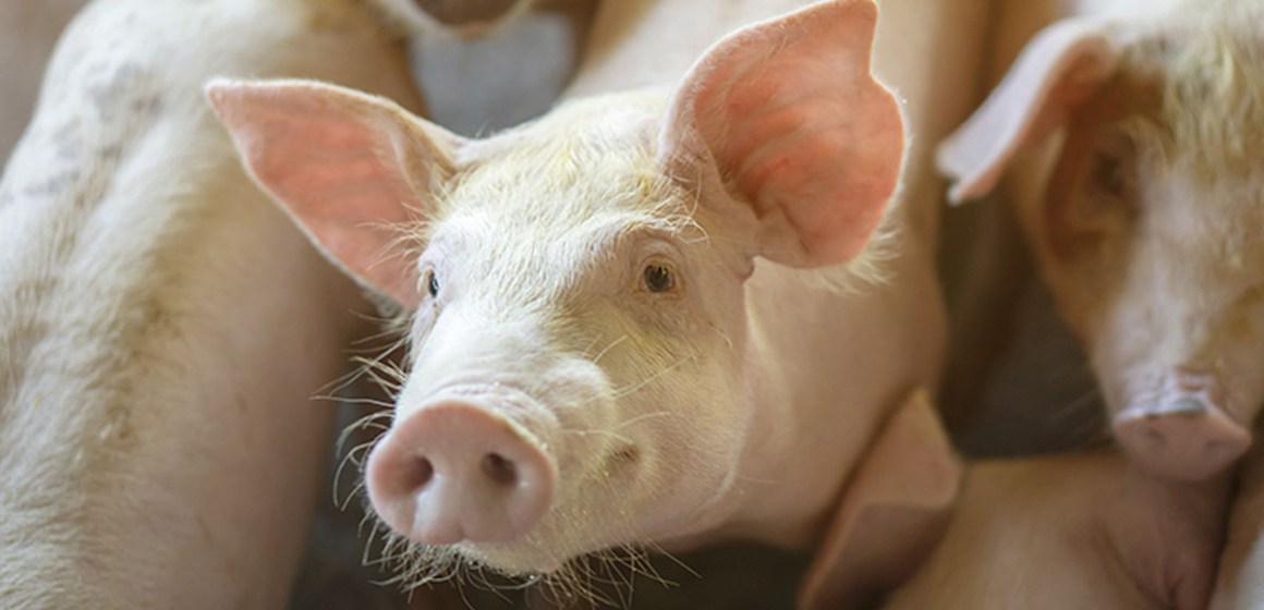 WEB UNALM desarrollará especialización en Producción de Porcinos